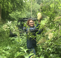 picking elderflowers