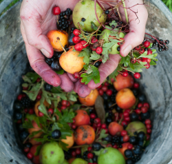 hands and fruit