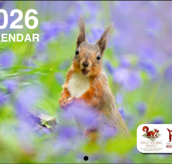 Red Squirrel Calendar