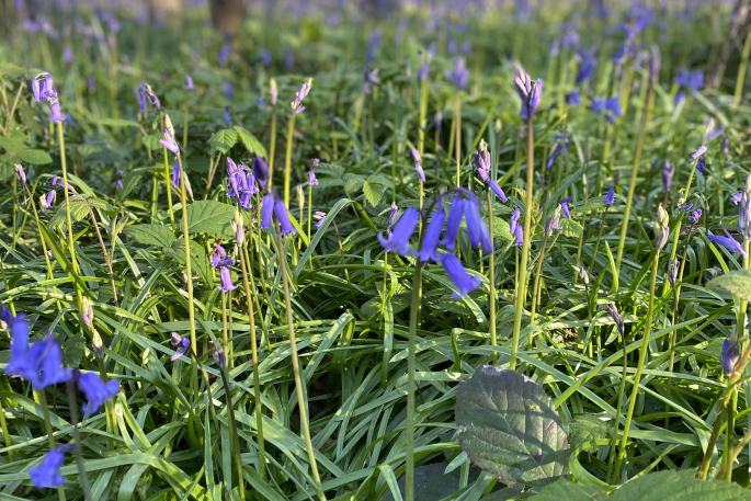 Bluebells