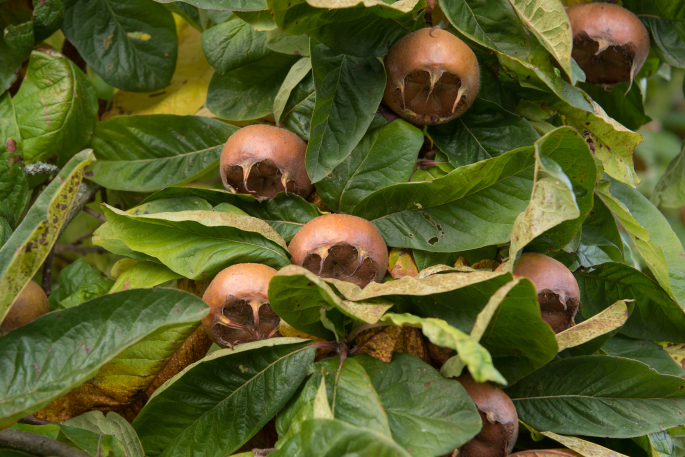 Medlar fruit