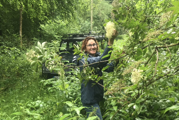 picking elderflowers