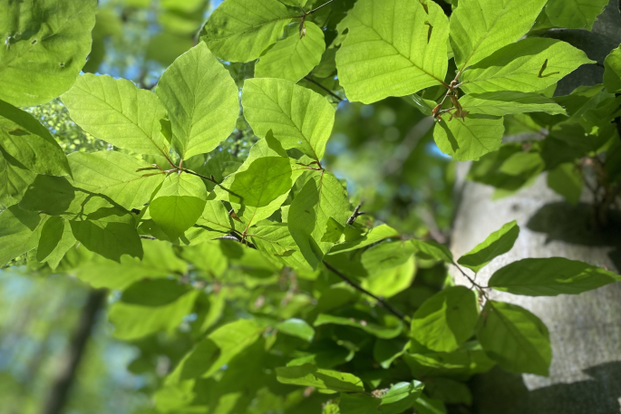 New Beech Leaves