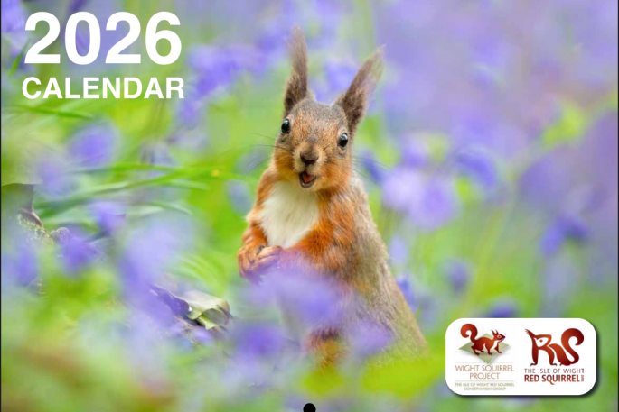 Red Squirrel Calendar