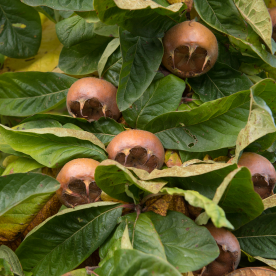 Medlar fruit