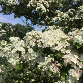 May Blossom