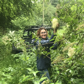 picking elderflowers