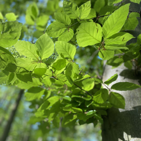 New Beech Leaves