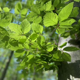 New Beech Leaves