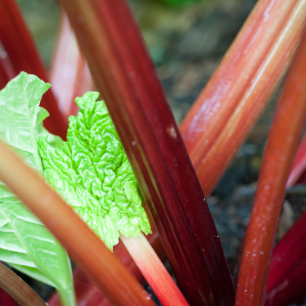 Pink Rhubarb