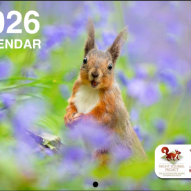 Red Squirrel Calendar