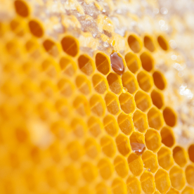 Honey Comb