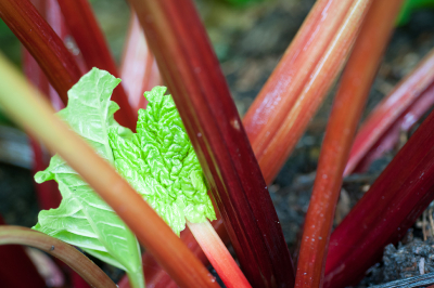 Pink Rhubarb