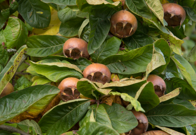 Medlar fruit