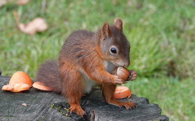 Squirrel with nut Squirrel with nut