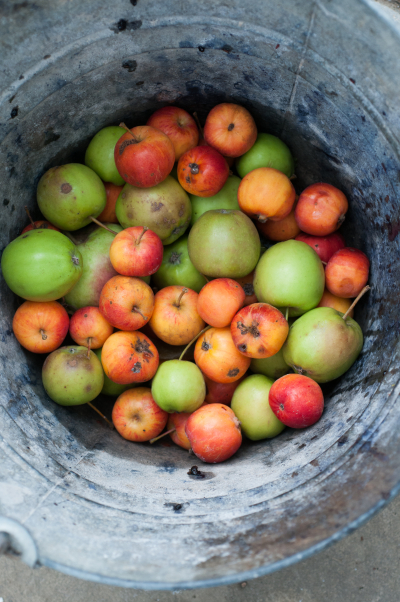 crabapples in bucket.jpg