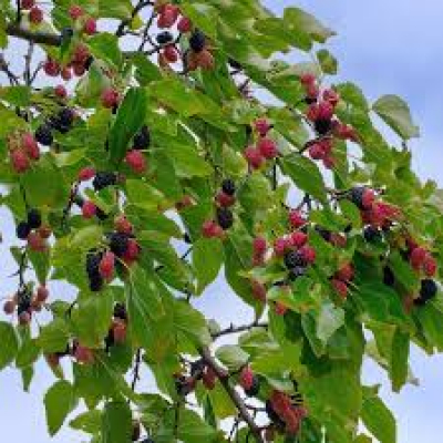 Mulberries