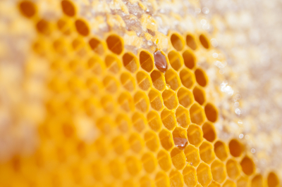 Honey Comb